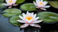 Pink and white water lily floating on dark pond water with green lily pads, creating serene natural composition with soft petals and yellow center.