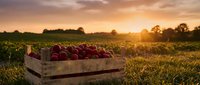 Fresh red apples in wooden crate at sunset in orchard field. Harvest season concept for organic farming and healthy eating lifestyle.