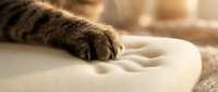 Tabby cat paw resting on a soft memory foam surface, leaving a gentle imprint, warm cozy home atmosphere with natural light.
