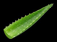 Fresh green aloe vera leaf isolated on transparent background, ready for design use on t-shirts, clipart, stickers, print-on-demand products and sublimation projects.
