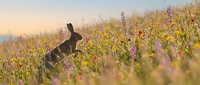 Wild rabbit sitting in colorful wildflower meadow during golden hour sunset with soft bokeh background for nature and wildlife photography projects.