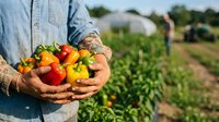 Farmer holding fresh colorful bell peppers in hands at harvest time in vegetable garden field. Agricultural produce and farming concept.