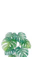 Tropical monstera plant with large split leaves isolated on white background for home decor and botanical design projects.