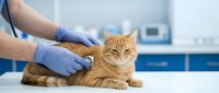 Veterinarian examining orange tabby cat during medical checkup at modern animal clinic with professional healthcare equipment and sterile environment.