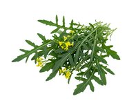 Isolated green plant with small yellow flowers and deeply lobed foliage on white background, ready for design, web, and botanical illustration projects.