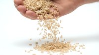 Caucasian hand pouring whole grain rice from palm onto white surface, showing falling grains in mid-air. Use for food, nutrition, cooking, agriculture, and healthy eating content.