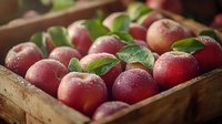 Fresh ripe red apples with water drops and green leaves arranged in rustic wooden box, macro food photography with selective focus and natural light.