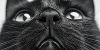 Close-up black and white portrait of cat nose and mouth with detailed whiskers and fur texture. Monochrome feline facial features for pet photography projects.