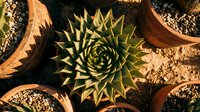 Spiral aloe succulent plant with geometric pointed leaves in terracotta pot surrounded by decorative woven baskets for home decor and gardening projects.