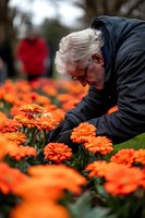 Senior Caucasian man in dark jacket examining vibrant orange gerbera daisies in garden. Natural outdoor setting captures genuine gardening moment with selective focus.