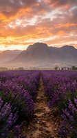 Lavender field rows leading to mountains under dramatic sunset sky with orange and pink clouds creating peaceful rural landscape for relaxation and wellness themes.