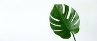Tropical green monstera leaf with natural holes and splits on white background, suitable for botanical design, home decor, and wellness branding projects.