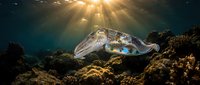 Cuttlefish swimming near coral reef with dramatic sunlight rays penetrating ocean water creating magical underwater scene for marine biology education.
