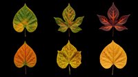 Autumn leaves collection featuring six isolated leaf designs in seasonal colors including green, yellow, orange, and deep red tones. Transparent background, ready for t-shirts, stickers, clipart, sublimation and print-on-demand projects.