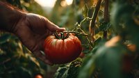 Farmer's hand holding fresh ripe red tomato on vine in organic garden during golden hour sunset. Perfect for farm-to-table content.