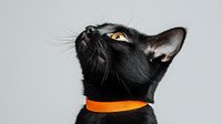 Black cat with bright orange collar looking up against gray background, dramatic close-up portrait showing amber eyes and whiskers. Suitable for pet care and halloween designs.