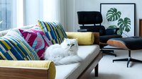 White fluffy cat resting on bed with colorful striped pillows in modern bedroom interior with plants and contemporary furniture.