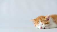 Adorable orange and white kitten sleeping peacefully on clean white surface with soft gray background for pet care and animal wellness designs.