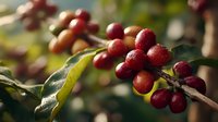 Ripe red coffee cherries clustered on branch with green leaves in sunlight, ready for harvest on plantation or farm.