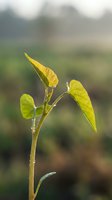 Young seedling plant with vibrant green leaves backlit by morning sunlight, isolated against soft blurred natural background. Suitable for agriculture, growth, and nature concepts.