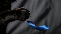 Black cat paw playing with blue ribbon toy on dark background, isolated for pet care, feline behavior, and animal product design use.