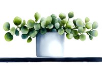 Watercolor eucalyptus plant in modern gray ceramic pot on dark shelf against white background, minimalist botanical home decor illustration.