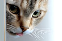 Close up portrait of cream colored cat with green eyes and pink tongue sticking out, showing detailed fur texture and whiskers against light background.