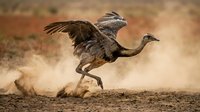 Large gray crane bird running with wings spread on dusty ground creating dramatic dust cloud in natural wildlife habitat during takeoff motion.