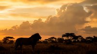 Lion silhouette against golden sunset sky in African savanna landscape with acacia trees and dramatic clouds for wildlife photography and nature designs.