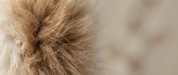 Soft brown animal fur texture with fine hair strands creating natural pattern for backgrounds, textile design, and organic material concepts.