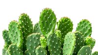 Vibrant green prickly pear cactus paddles with prominent white spines and areoles growing in natural light, creating an organic pattern of succulent plant growth.