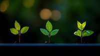 Three young green seedlings growing in sequence showing plant growth progression against dark background with bokeh lights, representing development and new beginnings.