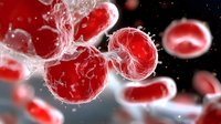 Red blood cells with detailed surface structure floating in plasma, microscopic view showing cellular biology and medical science visualization in dramatic lighting.