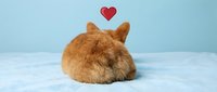 Adorable orange fluffy rabbit sitting with back turned showing heart symbol above, perfect for love and pet care concepts on clean background.