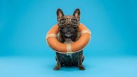 Black French Bulldog wearing aviator goggles and orange inflatable swim ring against bright turquoise background, isolated for design use.