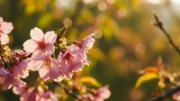 Pink cherry blossoms blooming on tree branch with warm golden bokeh background during spring season for nature photography and seasonal content.