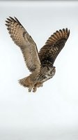 Eagle owl in flight with wings spread wide, isolated on white background. Suitable for wildlife education, nature documentaries, and design projects.
