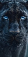 Close-up portrait of black panther with striking blue eyes and detailed fur texture covered in water droplets for wildlife and nature photography projects.