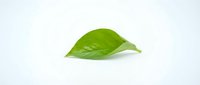 Single fresh green leaf isolated on white background, ready for design use in organic, natural, and eco-friendly projects.
