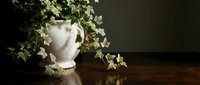 White ceramic bust with cascading green ivy plant, creating elegant botanical display on wooden surface against dark background.