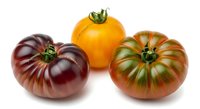 Heirloom tomatoes in yellow, dark purple, and striped green varieties isolated on white background, ready for culinary, food styling, and recipe design projects.