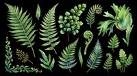 Botanical fern and leaf collection isolated on transparent background. Ready for t-shirt design, clipart, stickers, sublimation, print-on-demand products and digital crafts.