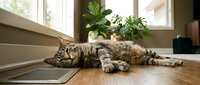 Relaxed tabby cat sleeping peacefully on warm wooden floor near sunny window with green houseplants in cozy modern home interior for pet lifestyle content.