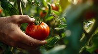 Farmer's hand picking ripe red tomato from plant in garden, showcasing organic farming and fresh harvest in natural sunlight.