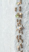 Brown ants marching in organized line carrying food crumbs and green leaves on concrete surface showcasing teamwork and natural insect behavior patterns.