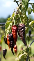 Fresh and dried red chili peppers hanging on plant with green leaves in garden, showing ripening process and natural food preservation method.