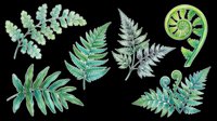 Watercolor green fern leaves and fronds set, isolated on transparent background. Great for t-shirt design, stickers, clipart, sublimation, and print on demand.