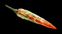 Okra vegetable isolated on transparent background, ready for clipart, t-shirt design, print-on-demand products, stickers, and sublimation projects.