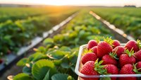 Fresh ripe strawberries in basket at organic farm field during golden hour sunset for healthy eating and agriculture concepts.