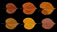 Autumn leaves in various stages of color transition from green to brown, isolated on transparent background. Ready for clipart, t-shirt design, sublimation, print-on-demand products, stickers, and digital crafts.